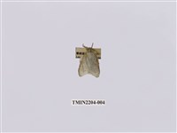 藏品(灰舟蛾)的圖片